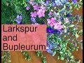 Seed Starting Larkspur and Bupleurum | PepperHarrow Farm