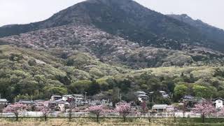 【つくば市】筑波山の山桜