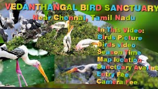 MUST WATCH VEDANTHANGAL BIRD SANCTUARY Chennai Nov 2 Mar Season| V Karthick Director | Chennai TOUR