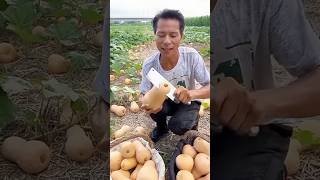 आखिर रामू इस कद्दू को क्यों काट रहा है।। #shorts #youtubeshorts #fruit #farming #farm