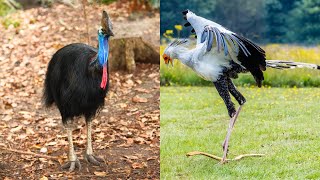 10 Weird Bird Facts That'll Leave You Wondering!