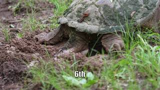 Common Snapping turtle digging a nest hole and laying eggs!