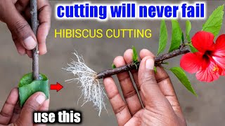 How To Grow Hibiscus Plant From Cuttings|Hibiscus Cutting Propagation
