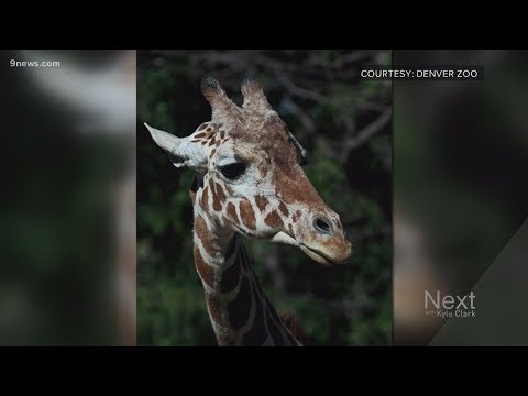 What do zoos do when an animal dies?