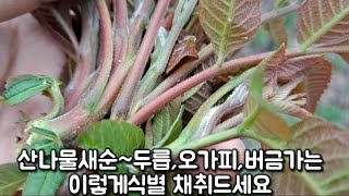 붉나무 산나물새순 두릅,오가피,버금가는 이렇게식별,채취드세요 봄나물새순,약용식물/건강정보 HERBS