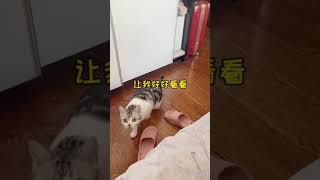 桑葚今天又是认不出美丽麻麻的一天！桑葚是只猫