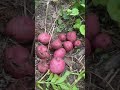 cosechando papas de todos colores. nuestra primer cosecha de papas