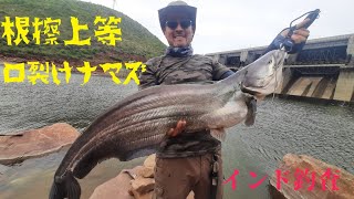 インド釣査　ワラゴー　96cm　根擦上等