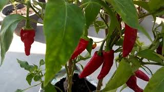 502 - Chilli plant care/मिर्च पौधे की देखभाल कैसे करें (Hindi /Urdu) 8/9/17 502 - Chilli plant care/मिर्च पौधे की देखभाल कैसे करें (Hindi /Urdu) 8/9/17