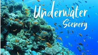 A beautiful scenery under the sea/Relaxing Video