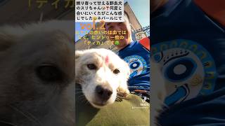 【また別の日に、甘えすぎの野良犬のところに行くと…こんなだった😳】ネパール🇳🇵ポカラにて#野良犬 #甘えん坊 #大はしゃぎ #かわいい #癒し #動物 #まっすぐな心 #ネパール #ポカラ