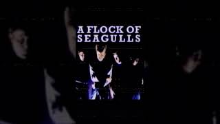 I Ran A Flock of Seagulls