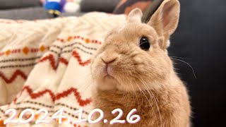 毎日の30秒ひなちゃん🐰✨【2024.10.26のひな】[うさぎ]