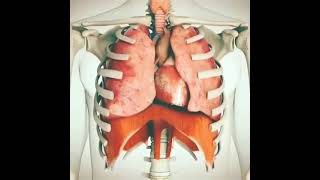 Breathing mechanism|NEET| 3d view|#mechanism of breathing#vishwas diwas#pw