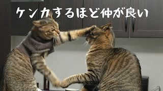 【ケンカ??】じゃれ合ってるだけかな。