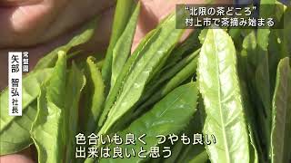 5月2日は八十八夜「北限の茶どころ」村上市で茶摘み始まる【新潟】UXニュース5月2日OA