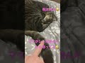 ママがシッポ踏んだから怒って睨む可愛い猫 shorts cat 猫