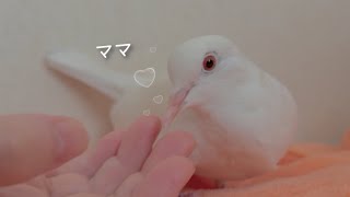 甘える鳩って可愛すぎます！翼でパタパタ♡くちばしでツンツン