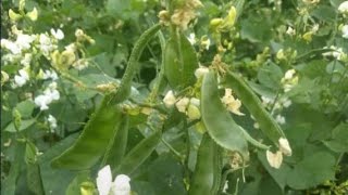 My harvest in chedi avarai and kodi avarai (lablab bean's)