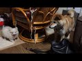 柴犬きなこと子ポメ（2ヶ月）