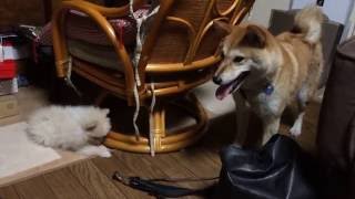 柴犬きなこと子ポメ（2ヶ月）