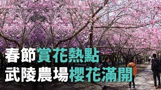 春節賞花熱點 武陵農場櫻花滿開【央廣新聞】