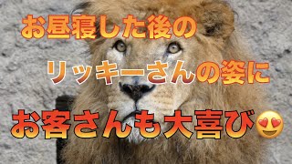 【円山動物園ライオン】お昼寝した後のリッキーさんの姿にお客さんも大喜び😍