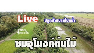 Live ชมอุโมงค์ต้นไม้ สวนบุญ คลอง13 ปทุมธานี//คนบ้าปลูกต้นไม้