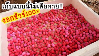 วิธีเก็บเมล็ดผักหวานป่าที่ปลูกไม่หมด!!...เก็บแบบนี้ไม่เสียหาย!!งอกชัวร์100%เปอร์เซ็นต์