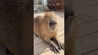 Capybara and tortoise