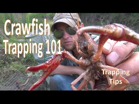 How to Catch Crawfish 101 w/ Gee's Trap/Extender How to Catch Crawfish 101 w/ Gee's Trap/Extender