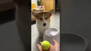 一眼识破 #柯基 #corgi