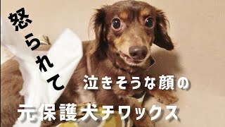 【チワックス】ママに怒られて泣きそうな顔になる元保護犬～とある日の夕方～チワワ×ミニチュアダックスのミックス犬