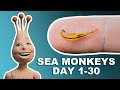 My Sea Monkeys: Day 1 - 30 |  The first month of growth