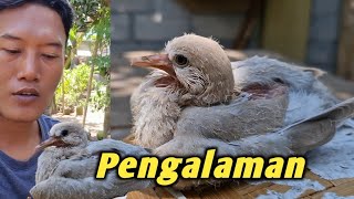 Pengalaman merawat anakan burung puter mulai kecil