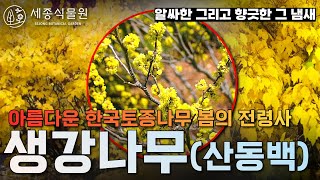 아름다운 한국의 토종나무(산동백) 생강나무,김유정 동백꽃 ,봄꽃