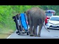 Jumbo Elephant Attack to Van Don't Miss Out