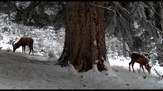 Vizitatorii bradului secular / Visitors to the secular fir tree