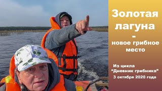 Золотая лагуна - новое грибное место. Дневник грибника 3 октября 2020 года.