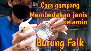 Cara gampang membedakan jenis kelamin Burung Falk (Parkit australia)