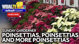 Poinsettias, Poinsettias, and more Poinsettias