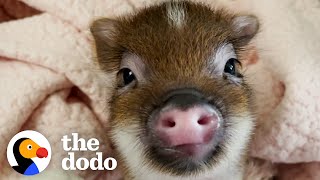 This Pig Makes The Funniest Noise When His Foster Stops Kissing Him | The Dodo Little But Fierce