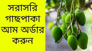 Rajshahi mango | কেমিক্যাল মুক্ত রাজশাহীর আম | ফরমালিনমুক্ত আম