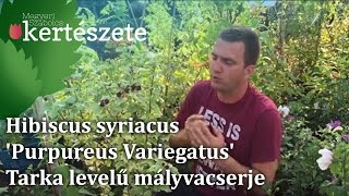 Hibiscus syriacus 'Purpureus Variegatus' - Bordó virágú tarka levelű Mályvacserje