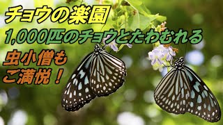 1,000匹のチョウとたわむれる！虫小僧もご満悦【伊丹市昆虫館 チョウ温室】