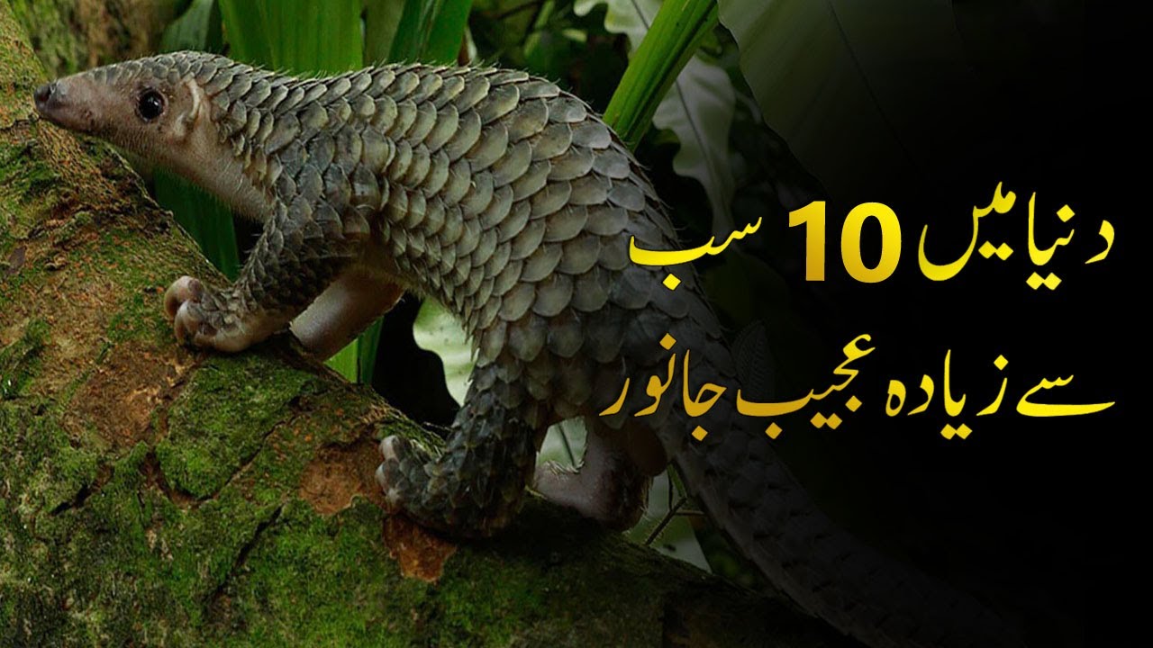 10 Most Strange Animal In The World | دنیا میں 10 سب سے زیادہ عجیب ...