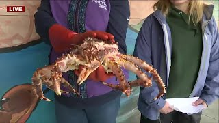 Roadtrippin' 2023: Pardoning of the Crab in Kodiak