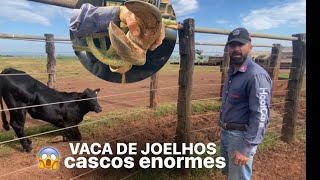 Vaca de joelho ,casco enorme!  ( recuperação na descrição)