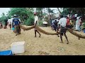 huge net fishing at sea shore මා දැල් ඇදීම