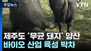 '무균 돼지' 양산...제주도 바이오산업 육성 박차 / YTN